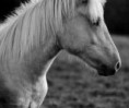 /album/lovak/lovak-482-jpg/